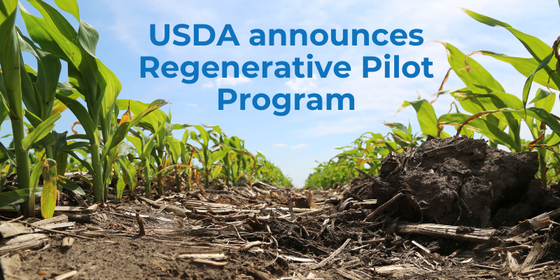 No-till under a growing corn crop