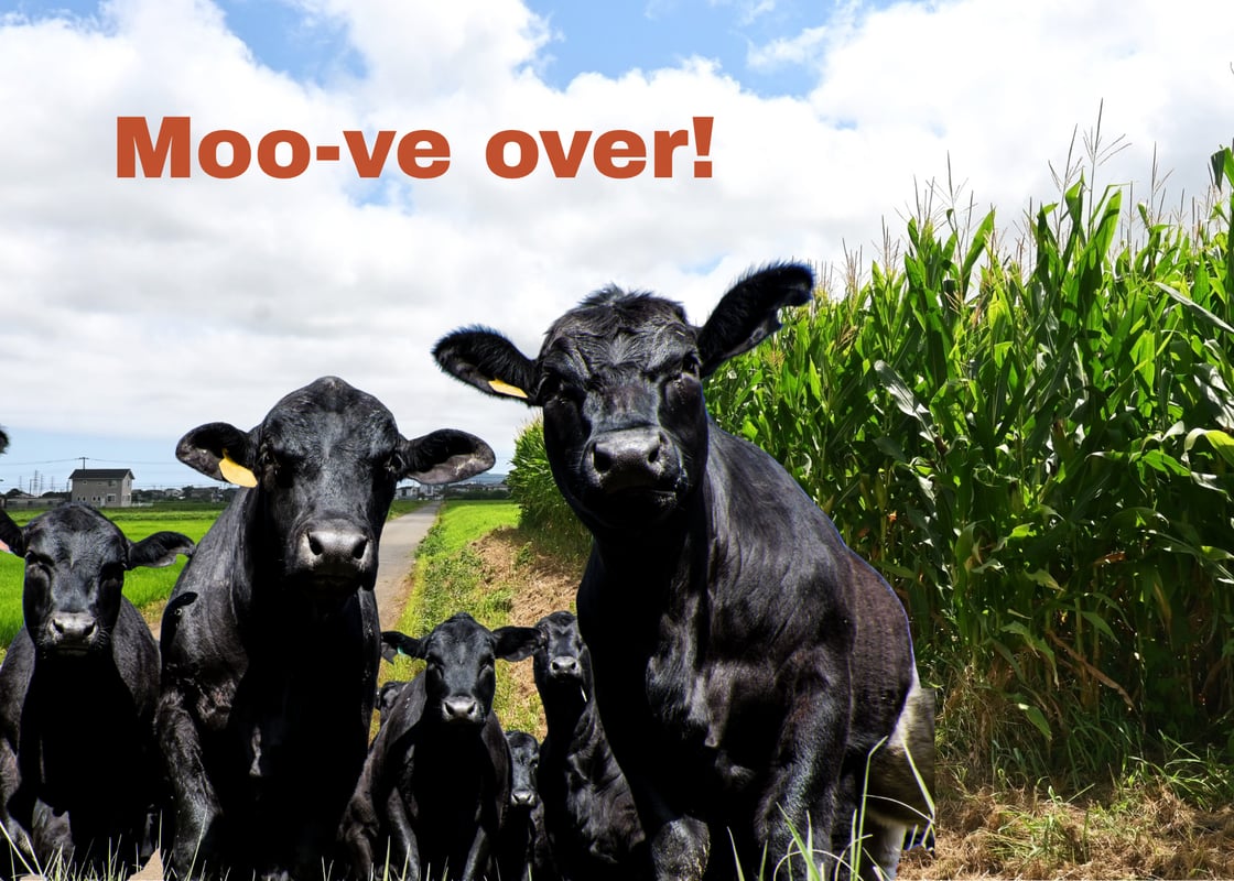 moove over